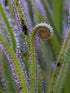 Drosophyllum lusitanicum - ‘The Portuguese Dewy Pine’