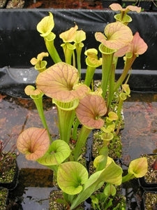 Sarracenia flava var. cuprea – Boardwalk Site, Green Swamp, North Carolina