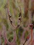 Drosera binata - T Form, Australia DBI-1