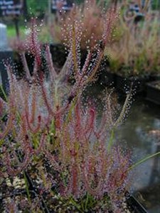 Drosera binata 'T Form', Narrow Leaf - Australia DBI-2