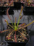 Drosera capensis - South Africa