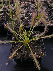 Drosera capensis cv. ‘Albino' - White Flowered Form