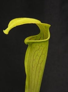 Sarracenia alata var. alata - Angelina Co., Texas