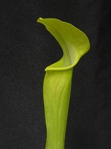 Sarracenia alata var. alata - Tall Stocky, Angelina Co., Texas