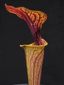 Sarracenia flava var. ornata - Dwarf, Apalachicola, Franklin Co., Florida