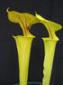 Sarracenia flava var. flava – Dorchester Co., South Carolina