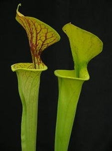 Sarracenia flava var. flava – Green Swamp, North Carolina