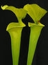 Sarracenia flava var. flava – Fall Line, Nr. Columbia, N. Carolina