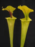 Sarracenia flava var. flava – Boardwalk Site, Green Swamp, North Carolina