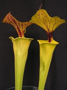 Sarracenia flava var. flava – Large Form, North Carolina