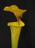 Sarracenia flava var flava - Crestview, Okaloosa Co., Florida