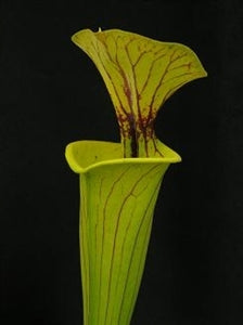 Sarracenia flava cv. ‘Maxima’ – Giant clone to 3 feet in height