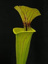 Sarracenia flava cv. ‘Maxima’ – Giant clone to 3 feet in height