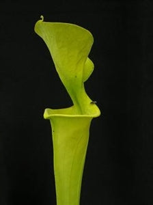 Sarracenia flava var. maxima – North Carolina