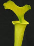 Sarracenia flava var. maxima – Giant Stocky Form