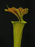 Sarracenia flava var. ornata – Heavily veined variety