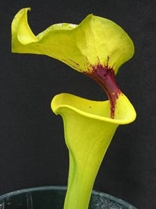 Sarracenia flava var rugelii - Very Tall