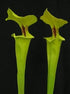 Sarracenia flava var. rugelii – Telogia, Liberty Co., Florida