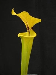 Sarracenia flava var. rugelii – Apalachicola, Franklin Co., Florida