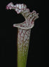 Sarracenia leucophylla var. leucophylla - The White Trumpet