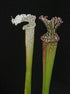 Sarracenia leucophylla var. leucophylla - Gas Station Site, Perdido, Baldwin Co., Alabama