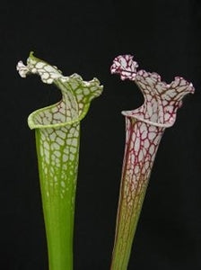 Sarracenia leucophylla var. leucophylla - Ctenium Fields, Perdido, Baldwin Co., Alabama