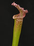 Sarracenia leucophylla var. leucophylla - Avalon Beach, Santa Rosa Co., Florida