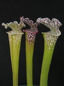 Sarracenia leucophylla var. leucophylla - Live Oak Creek, Eglin Reserve, Okaloosa Co., Florida