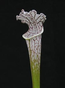 Sarracenia leucophylla var. leucophylla - Round Mouth, Gas Station Site, Perdido, Baldwin Co., Alabama