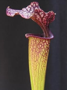 Sarracenia x moorei - flava x leucophylla