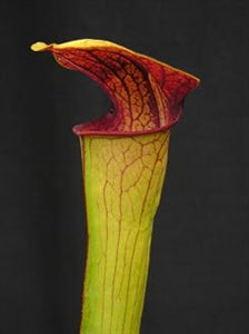 Sarracenia x harperi - minor x flava