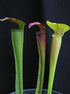 Sarracenia alata - Mixed clones, White’s Crossing, Stone Co, Mississippi