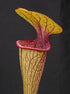 Sarracenia oreophila var. ornata - Dekalb Co., Georgia