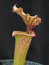 Sarracenia x moorei - flava x leucophylla