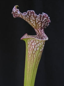 Sarracenia x moorei - flava x leucophylla