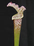 Sarracenia leucophylla var. leucophylla - Pubescent, Gas Station Site, Perdido, Baldwin Co., Alabama