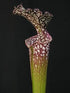 Sarracenia leucophylla var. leucophylla - Purple & White Giant, Rt71, Altha, Calhoun Co., Florida