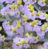 Utricularia bisquamata cv. ‘Betty’s Bay’ - South Africa