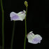 Utricularia livida - Central Africa & Mexico