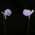 Utricularia paulineae - Australia