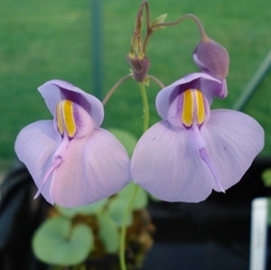 Utricularia reniformis - Brazil