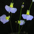 Utricularia bisquamata cv. ‘Betty’s Bay’ - South Africa