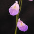 Utricularia livida - Central Africa & Mexico