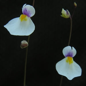 Utricularia parthenopipes - Chapada Diamantina, Minas Gerais, Brazil