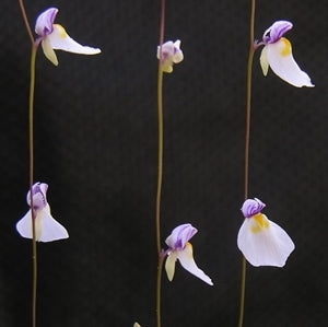 Utricularia parthenopipes - Chapada Diamantina, Minas Gerais, Brazil