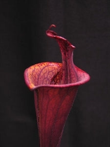 Sarracenia flava var. rubricorpora - Lidless form