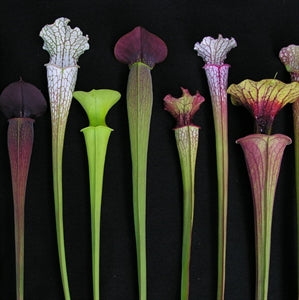 Sarracenia BIG Collection