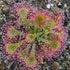 Drosera spatulata - Asia/Australia