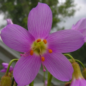 Drosera regia - South Africa