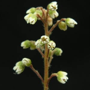 Cephalotus follicularis - The Albany Pitcher Plant